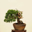 盆栽:特選糸魚川真柏 現品* しんぱく シンパク Sabina chinesis Shinpaku bonsai 小品盆栽