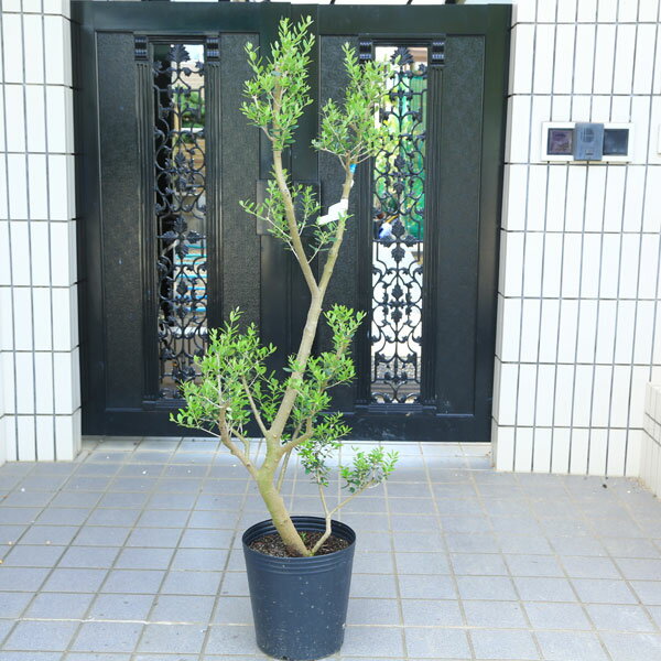 楽天市場】150cm(種類(植物)オリーブ)(観葉植物|花・観葉 楽天市場】150cm(種類(植物)オリーブ)(観葉植物|花・観葉