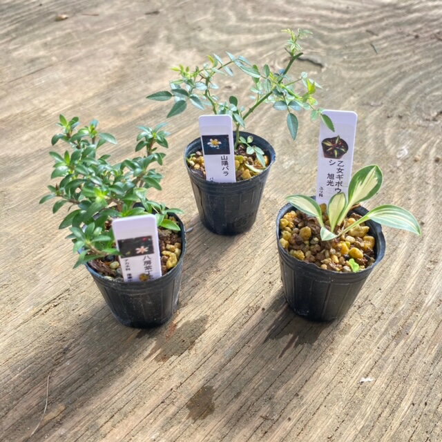 苗：山野草6ヶセット【得】*さんやそう サンヤソウ