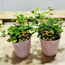 観葉植物 苗:アイビー ヘデラ ダックフット*アヒルの足形 2個セット