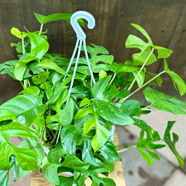 おしゃれ　観葉植物：ヒメモンステラ*6号　吊り鉢　姫モンステラ