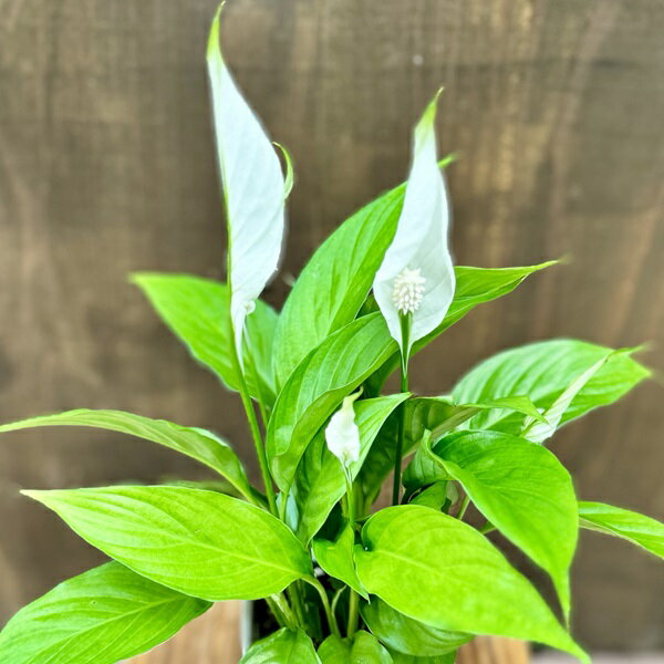 ���տ�ʪ �ġ����ѥƥ��ե���� �ȥ�꡼*3.5��ץ�ݥå� ���ѥåƥ�