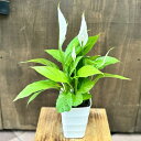【4月再入荷しました】観葉植物 苗:スパティフィラム トレリー*3.5号プラポット スパッティ