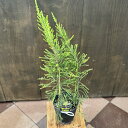 観葉植物 苗 花苗 鉢花 ティーツリー:レプトスペルマム モスキートブロッカー*5号