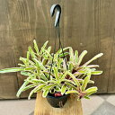 おしゃれ 着生植物 観葉植物:ネオレゲリア ファイヤーボール*5号吊り鉢