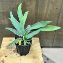 おしゃれ 観葉植物:ビカクシダ コウモリラン ベイチー*3.5号 プラポット Patycerium veitchi