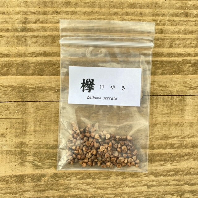 遊恵盆栽：種子　欅*（けやき/ケヤキ）