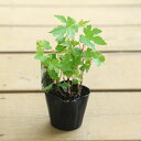 苗:斑入り野ブドウ(ふいりのぶどう)野葡萄