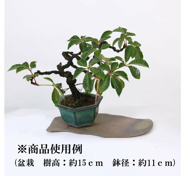 現代小鉢：柴勝　短冊　7号*資材