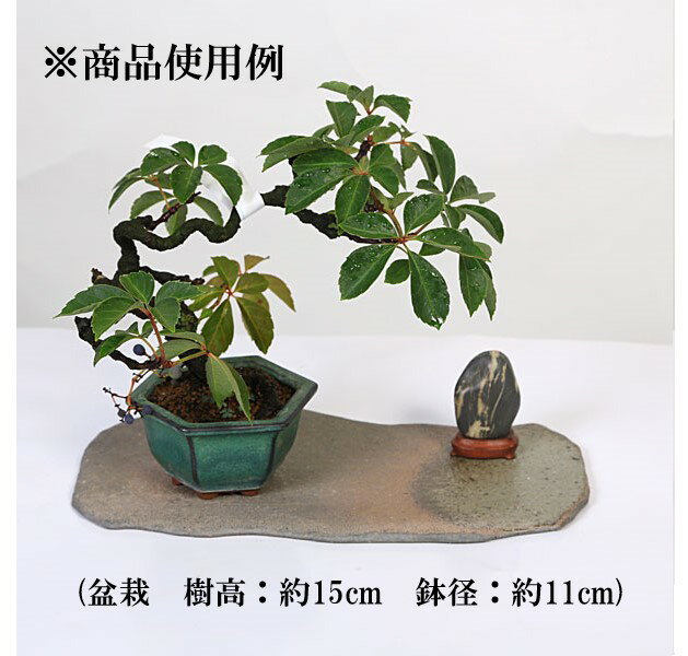 現代小鉢：柴勝　短冊　9号*資材