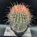 サボテン:フェロカクタス 旋風玉*幅21cm 現品!一品限り ★根未確認