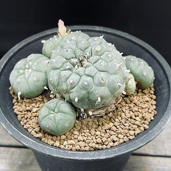 楽天市場】ロフォフォラ◇烏羽玉の通販