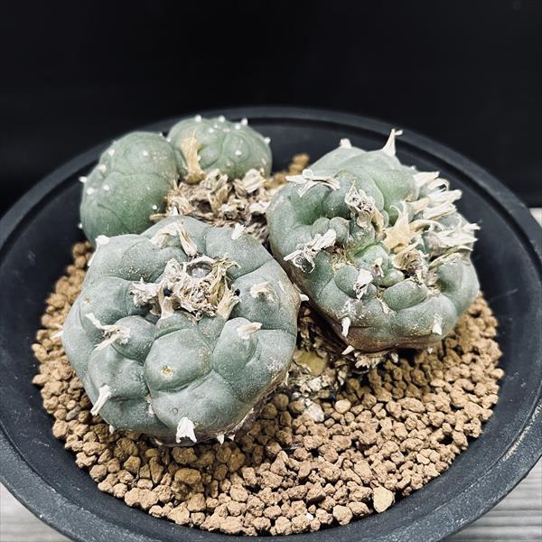 サボテン：ロフォフォラ　烏羽玉*幅10.5cm　現品！一品限り