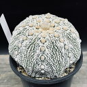 サボテン:アストロフィツム 兜丸*幅10cm 現品!一品限り ★根未確認