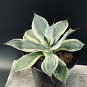 多肉植物:アガベ ポタトルム 鳳凰*S 幅14cm
