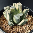 多肉植物:ハオルチア 鮮明黄色斑 万象錦*幅6cm 現品 一品限り