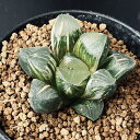 多肉植物:ハオルチア 鮮明黄色斑 コレクタ錦*幅6cm 現品 一品限り