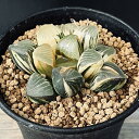 多肉植物:ハオルチア 鮮明黄色斑 コレクタ錦*幅6.5cm 現品 一品限り ※葉に傷あり