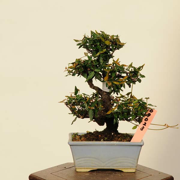 盆栽：縮緬葛（チリメンカズラ）　現品* ちりめんかずら　 Kazura bonsai 小品盆栽