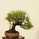 盆栽 特選:三河黒松* 現品 くろまつ クロマツ Kuromatsu bonsai 小品盆栽