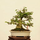 盆栽 特選:楓 現品*かえで カエデ Kaede bonsai Acer 中品盆栽
