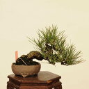 盆栽 特選:三河黒松*現品 くろまつ クロマツ Kuromatsu bonsai 小品盆栽