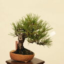 盆栽 特選:三河黒松*現品 くろまつ クロマツ Kuromatsu bonsai 小品盆栽