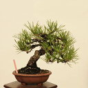 盆栽 特選:三河黒松*現品 くろまつ クロマツ Kuromatsu bonsai 小品盆栽