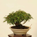 盆栽 特選:長良川紅葉 現品*もみじ ナガラガワモミジ Momiji bonsai 小品盆栽