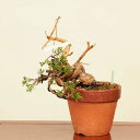 盆栽:特選糸魚川真柏 現品* しんぱく シンパク Sabina chinesis Shinpaku bonsai 中品盆栽