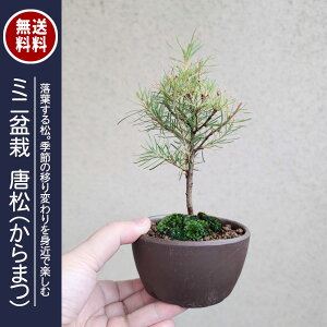 ミニ盆栽:唐松<からまつ>(萬古焼泥物丸小鉢)*苔付き【送料無料】から松落葉松karamatsu鉢植え bonsai