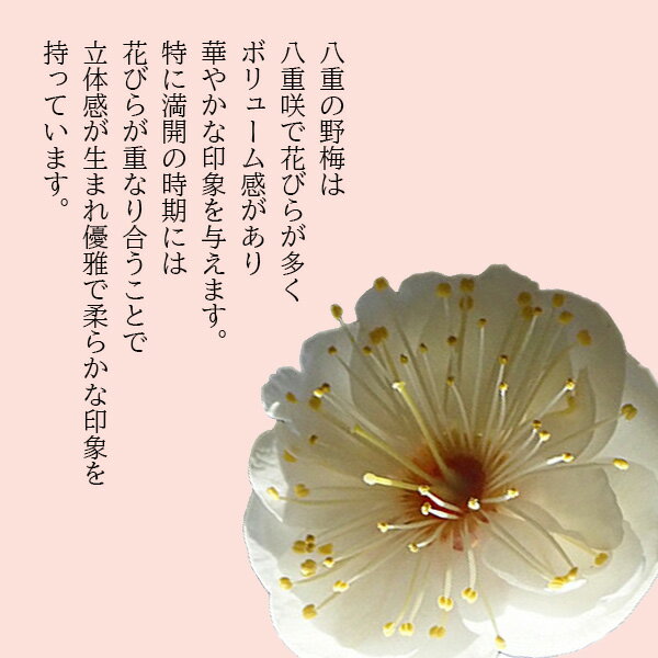 ���ߺϡ�Ȭ������*�ʿ��ھƹ����֥����ȭ�� ��2026ǯ���֡� ��Ф���Х�����ume���ᥦ�� �ﵯbonsai