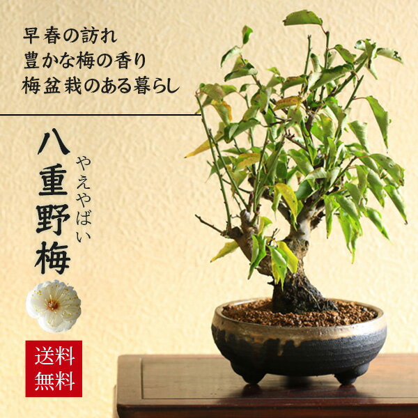 楽天市場】盆栽 野梅(盆栽|花・観葉植物):花・ガーデン・DIY 楽天市場】盆栽 野梅(盆栽|花・観葉植物):花・ガーデン・DIY