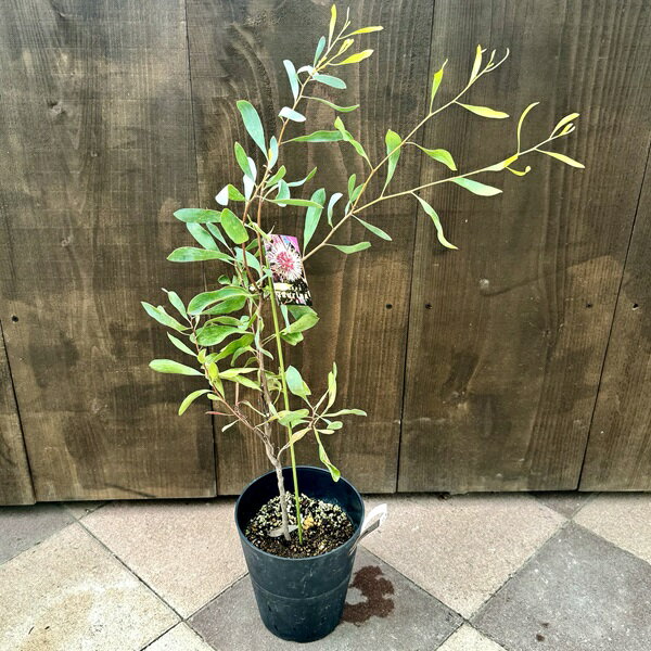 商品説明 オーストラリア原産（ネイティブプランツ）／ヤマモガシ科ハケア属／半耐寒性常緑低木 撮影日：2024.09 ＊数量ものの為、写真と若干形状が異なる場合がございます。ご購入時期により開花中、開花後の場合がございます。 ＊写真の小物など記載以外の物は商品に含まれません。 サイズ 鉢径：約18cm　高さ：約70〜80cm　幅：約30〜40cm　(撮影時) 育て方について ・置き場所 日光を好みます。日当たり、風通しのよい場所で育ててください。 耐寒性がやや弱いので庭植えは関東地方以南の太平洋側。寒い地方では鉢植えにして冬季は室内にとりこんでください。 ・水やり 多湿にならないように土の表面が乾いたらたっぷりの水を与えて下さい。 ◆ご購入後、詳しい手入れ方法を知りたい方は、メール・電話等でお問い合わせ下さい。 納期配達ご希望日時のご指定ができます。 お急ぎの場合は午前中までにご注文の場合、即日発送も可能です。 配送 【配送業者】 ヤマト運輸 【配送サービス名】宅急便 オージープランツ　オーストラリアプランツ　玄関 お祝 お礼新築祝 開店祝 開業祝 引越し祝 誕生日 内祝結婚祝い 敬老の日 陶器 人気 おしゃれ玄関 シンボルツリー鉢植え 本物 父の日 母の日 シンプル シック 和モダン ナチュラル 観葉植物桜盆栽　さくら盆栽・サクラ盆栽・ミニ盆栽・ミニさくら盆栽・ミニサクラ盆栽・あさひやまさくら・桜・アサヒヤマ・モダン盆栽　通販　盆栽　苔　創作盆栽　小品盆栽　盆栽販売　観葉植物　ミニ観葉植物　植木　人気商品　プレゼント　ギフト 季節の贈りもの　お正月・お年賀・成人の日・節分・バレンタインデー・ひな祭り・春分の日・お彼岸・ ホワイトデー・卒業式・入学式・こどもの日・母の日・父の日・七夕・お中元・書中見舞い・残暑見舞い・お盆・敬老の日・秋分の日・七五三・クリスマス・イブ・ お歳暮・シンボルフラワー・早期ご予約・早期割引・早割・早期特典 ＜大切なあの人へのプレゼント＞御祝・御礼・御挨拶・粗品・珍しい・お使い物・贈答品・ギフト・ 贈りもの・進物・記念日・結婚記念日・お誕生日・バースデー・発表会・祝電 ＜お祝いや内祝いなど祝儀の品＞引き出物・お祝い・内祝い・結婚祝い・ 結婚内祝い・出産祝い・出産内祝い・プロポーズ・ 婚約・引き菓子・快気祝い・快気内祝い・プチギフト・金婚式・銀婚式・告白・喜寿・米寿・卒寿・還暦 ＜ビジネスでのギフト・お礼・大人のマナーとして＞開店祝い・移転祝い・お見舞い・歓送迎会・送別祝い・退職祝い・公演 楽屋見舞い・開店 オープン・新築祝い・引越し祝い・入学祝い・卒業祝い・熨斗・のし