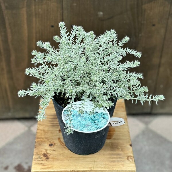 楽天市場】オージープランツ（鉢花｜花・観葉植物）：花・ガーデン