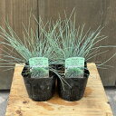 観葉植物 苗 グラス:フェスツカ グラウカ 2個セット*ウシノケグサ