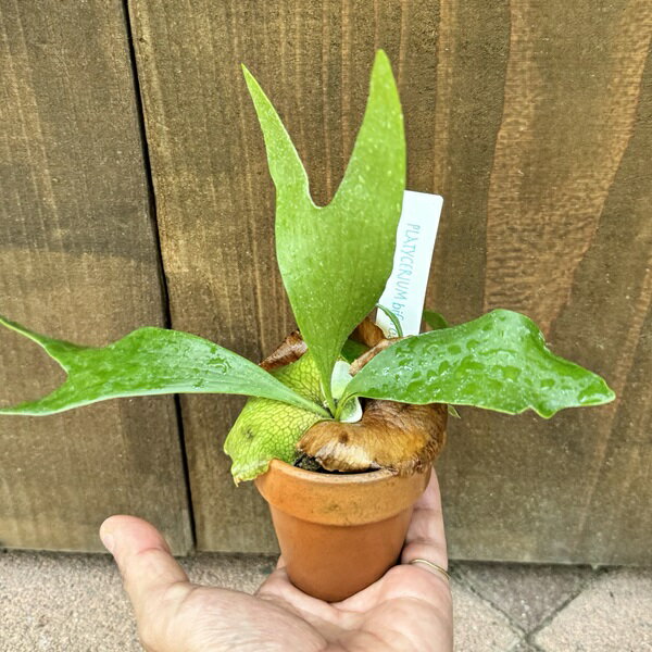 楽天市場】ビフルカツムの通販