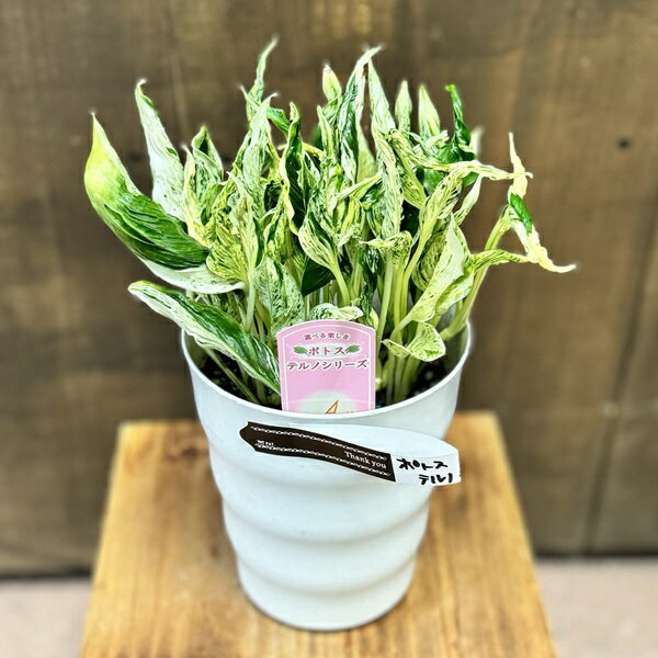 おしゃれ 観葉植物：ポトス テルノラブソング*5号のサムネイル
