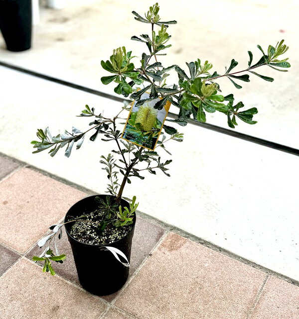 楽天市場】バンクシア(観葉植物|花・観葉植物):花・ガーデン 楽天市場】バンクシア(観葉植物|花・観葉植物):花・ガーデン