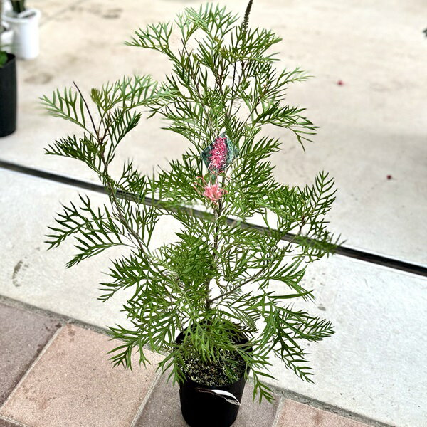 花苗 観葉植物：グレビレア サパーブ*オージープランツ Grevillea Superb