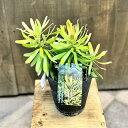 鉢花 観葉植物:リューカデンドロン ストローク バリエガータ*5号 リュウカデンドロン Stroke Variegated