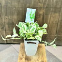 おしゃれ 観葉植物:ポトス エンジョイ*底面給水 プラポット