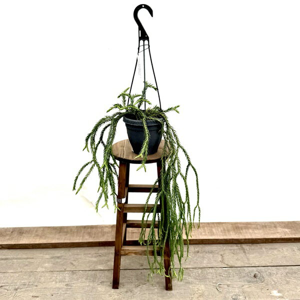 おしゃれ　観葉植物：フペルジア　カリナータ ブルークライ*5号吊り Huperzia