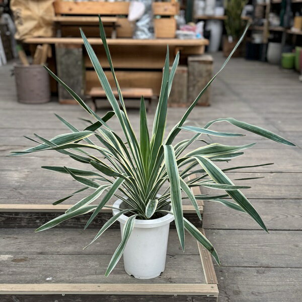 楽天市場】ユッカ バリエガータの通販