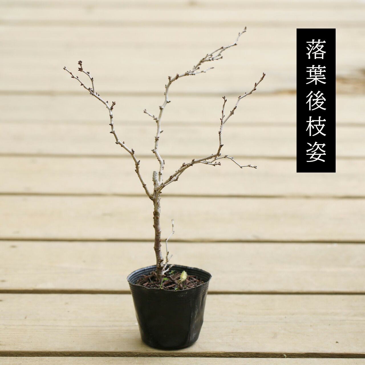苗：富士桜（湖上の舞）大*ふじさくら　サクラ
