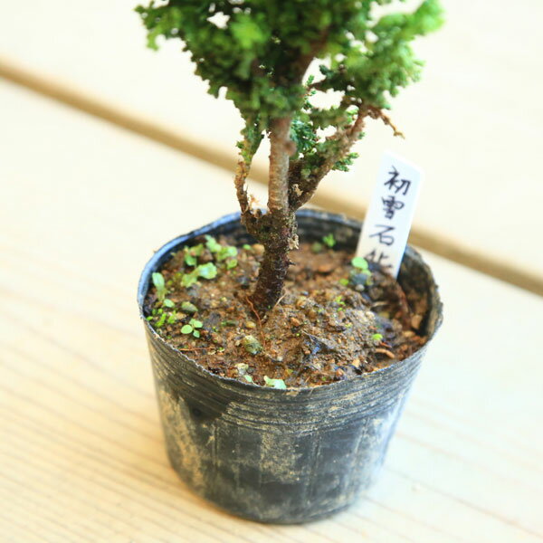 苗：初雪石化桧(ひのき)* ハツユキセッカヒノキ