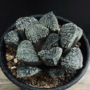 多肉植物:ハオルチア 指輪物語*幅6cm