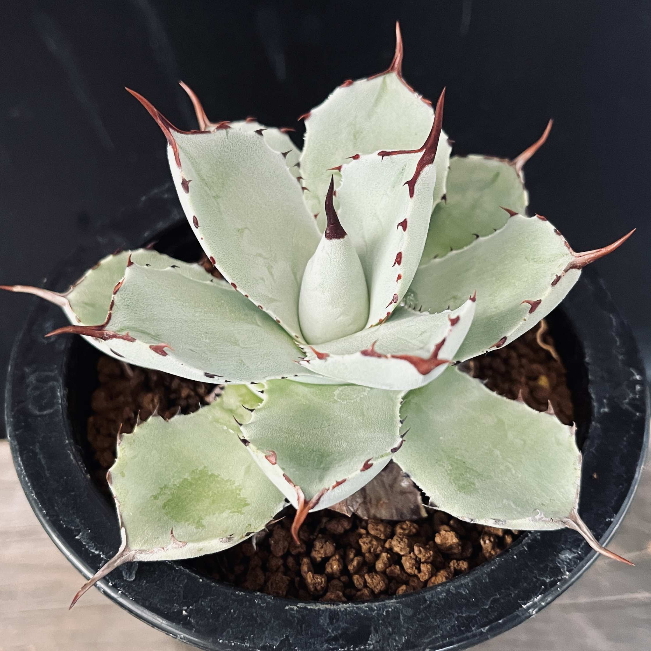 多肉植物 アガベ 吉祥冠錦30株 子株 本日の特別価格 【公式通販】