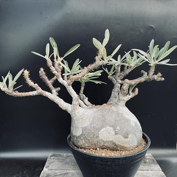 �����ǥå������ѥ��ݥǥ����ࡡ���饭�ꥹ��ȯ����*������22cm�����ʡ����ʸ¤�