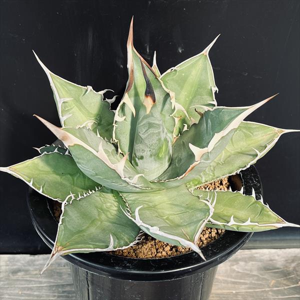 Other - 多肉植物：アガベ　チタノタ*幅23cm　現品！一品限り